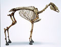 Skeleton of Napoleon's horse 'Marengo'