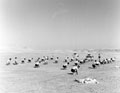 Physical training in the desert, North Africa, 1943 (c)
