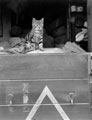 '"A" Squadron Storeman', Belgium, 1944