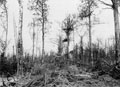 German observation post in Mametz Wood, 10 August 1916
