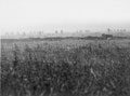 Infantry advancing on the Somme, 1 July 1916
