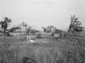 'Graves of the 2nd Seaforth Highlanders in the small wood (their objective) to the left of the Etteville [sic] Ridge', Eterville, Normandy, July 1944
