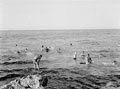 'Swimming Group', 3rd County of London Yeomanry (Sharpshooters), near Tripoli, Libya, 1943