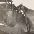 A lancer persuading a horse to board a railway truck, Sudan campaign, 1898