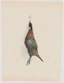 Dead pheasant, no date