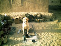 An Arms and Explosives Search (AES) dog of 1st Military Working Dog Regiment, 2007 (c)