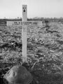 Grave marker of Trooper Herbert Cookson, 'A' Squadron, 3rd County of London Yeomanry (Sharpshooters), Termoli, Italy, 1943
