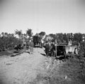 Grape harvest, near Barletta, Italy, 1943