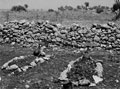 'Three in one grave', temporary graves of members of 3rd County of London Yeomanry (Sharpshooters), Sicily, 1943