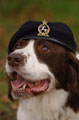 'Buster', an arms and explosive search dog with 101 Military Dog Detachment Support Unit, wearing a beret with the badge of the Royal Army Veterinary Corps, 2003