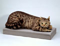 Stuffed tabby cat 'Crimean Tom', 1855