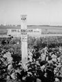 The grave of Trooper Sinclair, 3rd County of London Yeomanry (Sharpshooters), Sicily, 1943