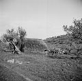 ''Emmet' House', 'A' Squadron, 3rd/4th County of London Yeomanry (Sharpshooters) leaguer, near Torino di Sangro, Italy, 1943