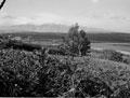'The Valley of the Sangro', Italy, 1943