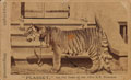 'Plassey', the pet tiger of the Royal Madras Fusiliers, 1870 (c)
