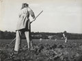 Women's Land Army working in a field, 1944 (c)