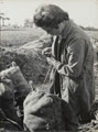 Women's Land Army packing potatoes, 1944 (c)