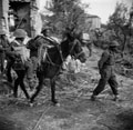 Gurkha wounded being evacuated by mule, Italy, 1943