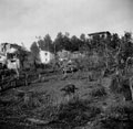 British Sherman tank amongst olive trees in Mozzagrogna, Italy, 1943.