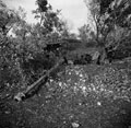 Knocked out German 75 mm anti-tank gun, Italy, 1943