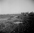 British carrier and Sherman tank, near Fossacesia, Abruzzo, Italy, 1943