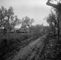 ''A' Sqn Ldrs tank in which Bill Sullivan was killed in the olive groves', Abruzzo, Italy, 1943