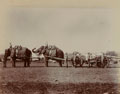 Rifled Muzzle Loading (RML) gun, Elephant Battery, Royal Artillery, 1890 (c)