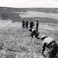 Sappers clearing a minefield in the aftermath of the First Army's attack on Toukabeur and Chaouach, April 1943