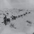 A mule train carrying supplies to forward infantry positions in the mountains, Italy, January 1945
