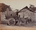 Burmese bullock cart, Burma, 1888 (c)