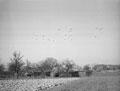 Airborne Troops passing over the Regimental area prior to landing on the other banks of the Rhine, 24 March 1945
