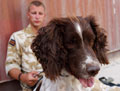 'Jamie', the Vehicle Search dog, Helmand, 2006