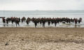 13 Air Assault Support Regiment, Royal Logistic Corps, training on the beaches of Mersea Island, Essex, 2011