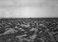'Types of desert. Sand hummocks & scrub', North Africa, 1942 (c)