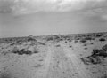 'Types of desert. Typical Libyan desert track', North Africa, 1942 (c).