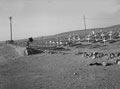 German and Italian cemetery outside Tobruk, Libya, 1942