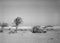 'Sidi Haneish', Egypt, 1942
