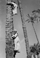 'Date collectors (not American). Race you up for an akker', Egypt, 1942 (c)