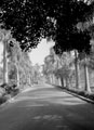 'Drive leading to Governor-General's House. Gezira Island', Egypt, 1942 (c)
