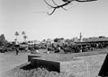 'Cattle Market at Giza village', Egypt, 1942 (c)