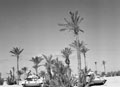 Crusader tanks, at the Tank Park at Sidi Bishr Camp, Egypt, 1942
