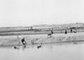 'Water for washing cattle, themselves & for drinking', Egypt, 1942
