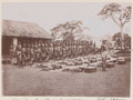 Weekly gun inspection in the Gold Coast Regiment Battery, 1909 (c)