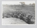 King's African Rifles manning a trench, viewed from behind, 1939 (c)