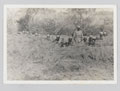 King's African Rifles manning a trench, viewed from front, 1939 (c)