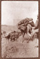 Camel transport in the pass between Drazinda and Domanda, Waziristan, 1919
