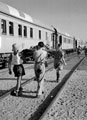 'Hospital train arriving at hospital Tel-el-Kebir', North Africa, 1943
