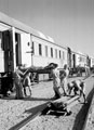 Hospital train, North Africa, 1943
