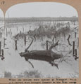 'When the sluices were opened at Nieuport...barbed wire brought disaster to the Hun', 1915 (c)