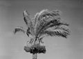 Date palm, Sidi Bishr Camp, Egypt, 1942